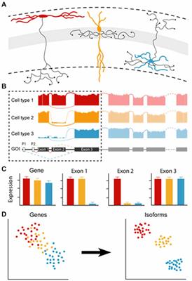 Deep Survey of GABAergic Interneurons: Emerging Insights From Gene-Isoform Transcriptomics